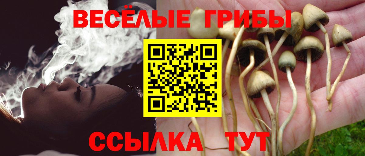 Галлюциногенные грибы Psilocybe Михайловск